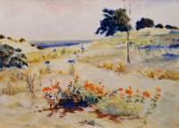 Butterfly Milkweed on Sand Dunes