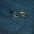 BUFFLEHEADS 6 x 6
