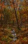 John Muir Remembered