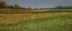 GOLDEN FIELDS