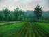 Early Summer Corn Field