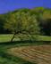 LEANING TREE 11 x 9