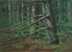 PLEIN AIR PINE 6 x 8