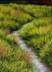 Spring Freshet