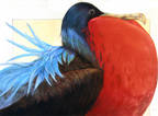 Frigate Bird
