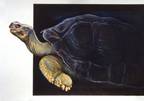 Galapagos