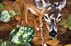 Key deer