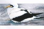 Masked Booby