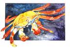 Sally Light Foot Crab