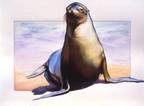 Sea Lion