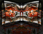 Lilly Series