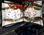 Lilly Series