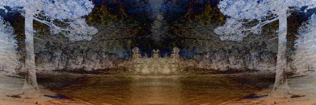 Tree Land 3