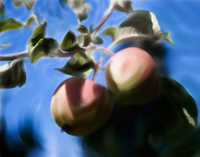 Apple Cluster