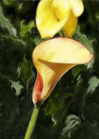 Calla Lilies