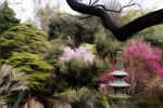 Japanese Gardens, Huntington Library