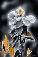 Magnolia 2