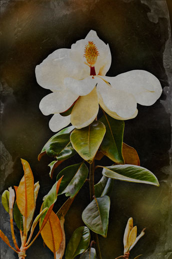 Magnolia #1