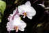Orchid Flight