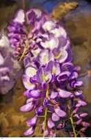 Wisteria