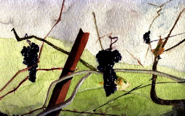 Grape Vines