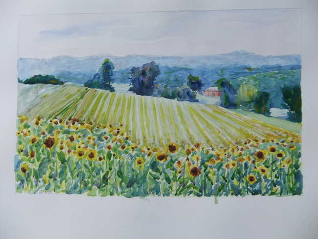 Sunflowers at Pope Farms Park 1