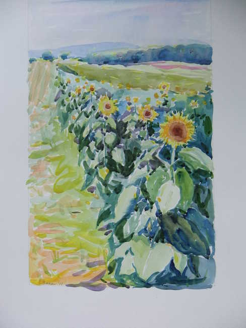 Sunflowers at Pope Farms Park 2