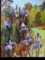 Siberian Iris in June