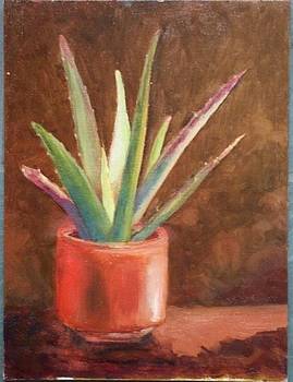 The Aloe in San Miguel, Mexico