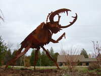 Stag Beetle 