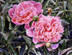 Two Peonies With Buds