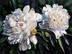 Two White Peonies