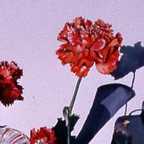 Three Carnations in a Fluted Glass