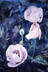Three Poppies