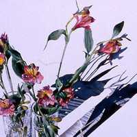 Alstromeria and Tulips in Glasses