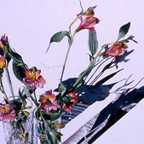 Alstromeria and Tulips in Glasses