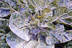 Cabbage Close-up