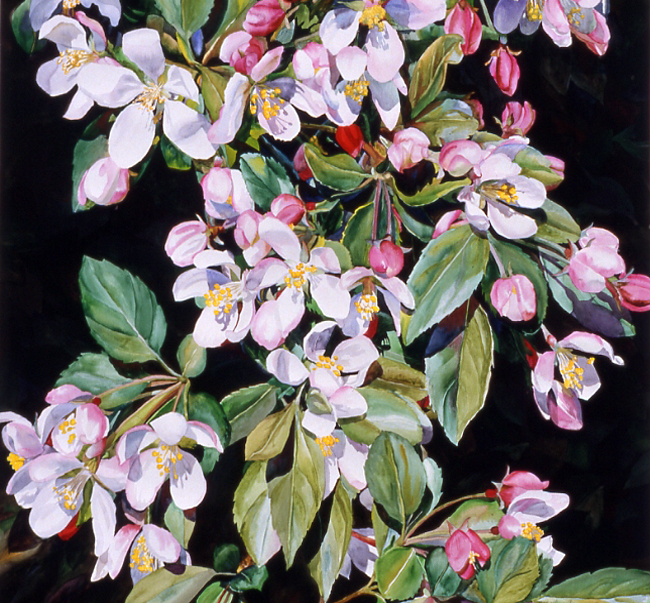 Cherry Blossom Bough