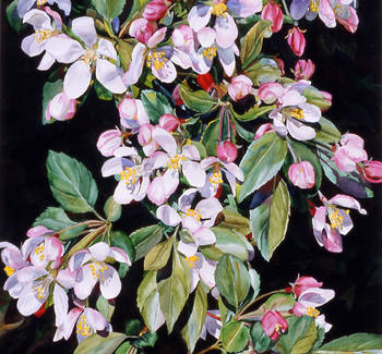 Cherry Blossom Bough