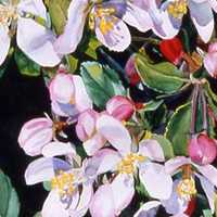 Cherry Blossom Bough