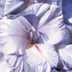 Gladiolus 4