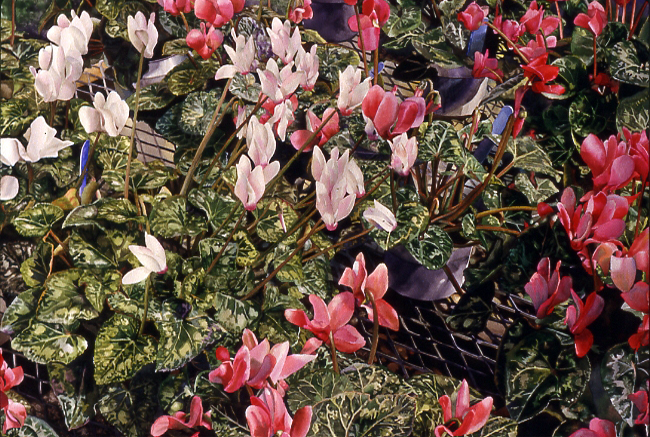 Greenhouse Cyclamens