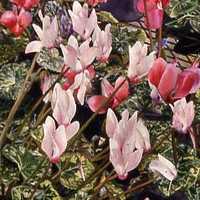 Greenhouse Cyclamens
