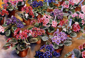 Greenhouse Violets
