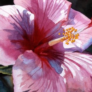 Hybiscus 2