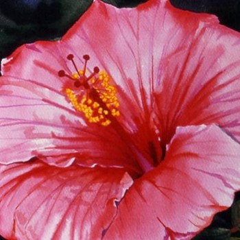 Light Red Hibiscus