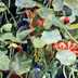 Nasturtium Field
