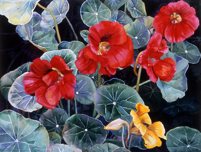 Nasturtiums