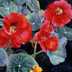 Nasturtiums