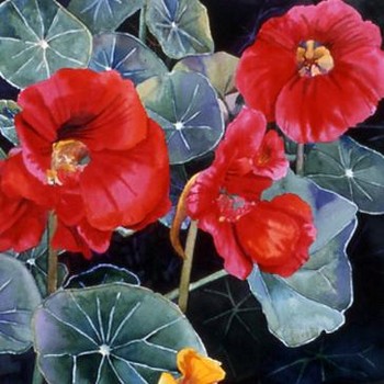 Nasturtiums